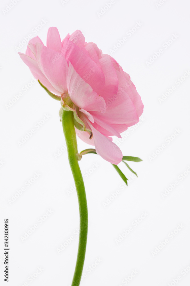 The Buttercup flower is bright in color, similar to the thousand-petal petals of lotus The Buttercup flower is bright in color, similar to the thousand-petal petals of lotus
