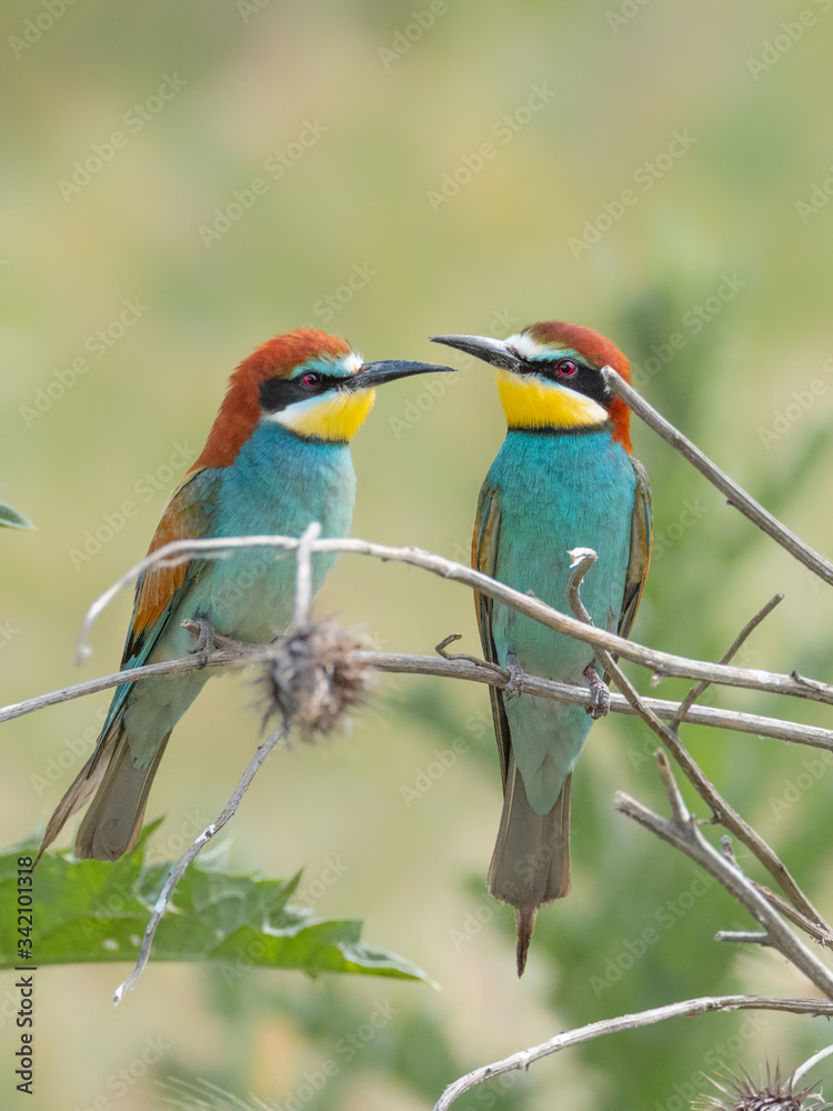 Obraz premium Beautiful colorful enamoured couple of bee-eaters, Merops apiaster, Dobrogea, Romania