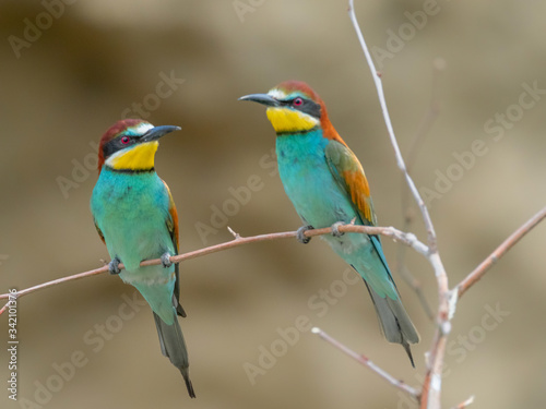 Beautiful colorful enamoured couple of bee-eaters, Merops apiaster, Dobrogea, Romania