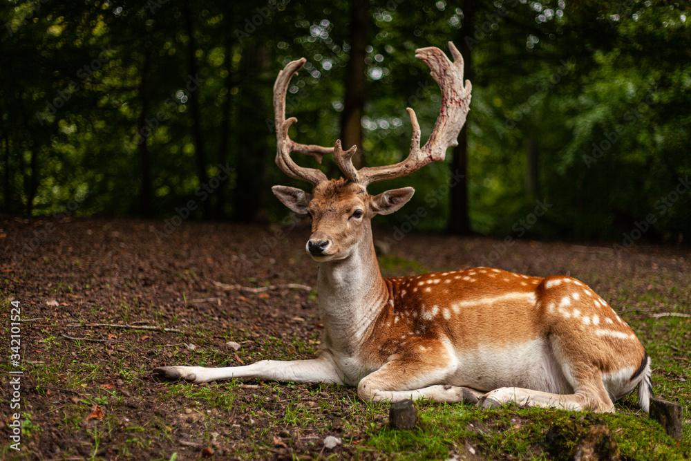 European folk deer in beautiful light and forest surrounding European folk deer in beautiful light and forest surrounding