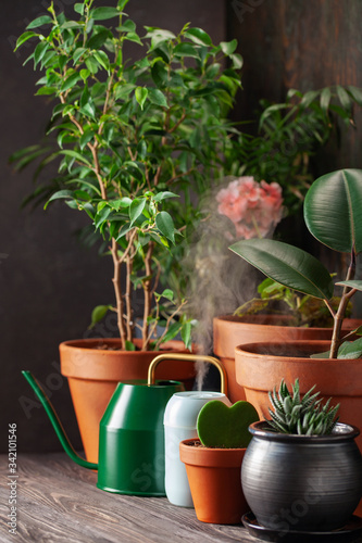 Collection of home flowers and succulent plants in different pots. Steam compact air humidifier. Idea Home Garden.