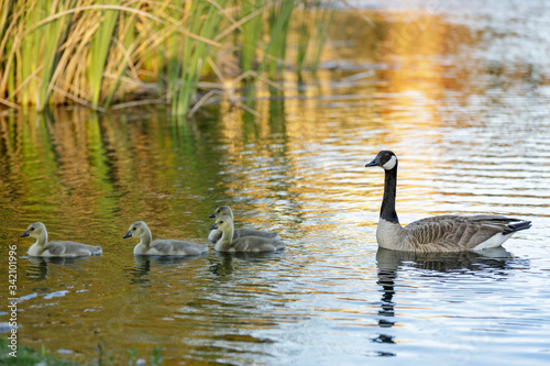 Canada Goose and Goslings in a pond, showing formation. Palo Alto, California, USA.
