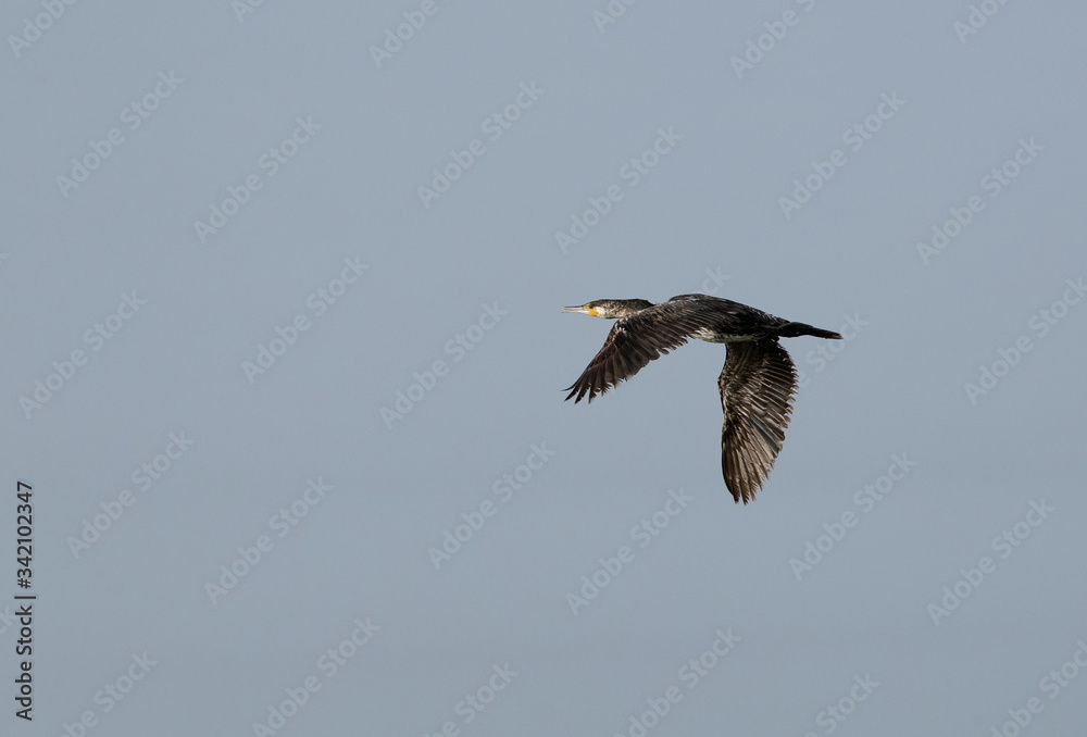 Obraz premium Great Cormorant flying