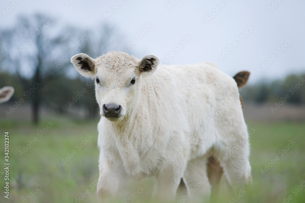 Charolais calf close up on beef cow farm, looking ta camera from pasture grass. Charolais calf close up on beef cow farm, looking ta camera from pasture grass.