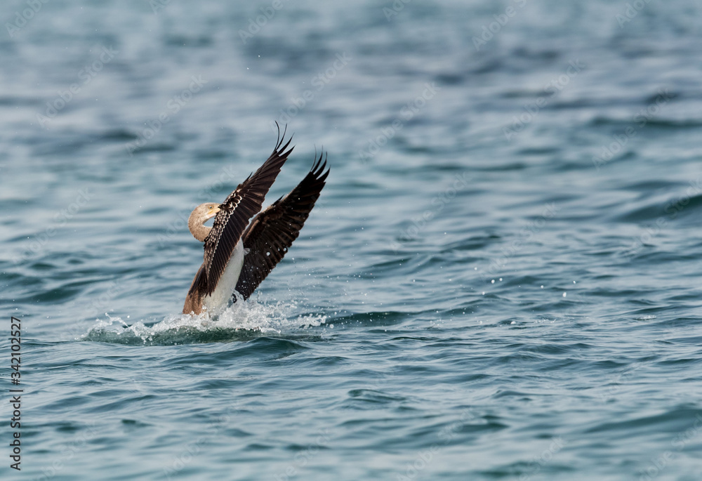 Fototapeta premium Socotra cormorant raisning its wings