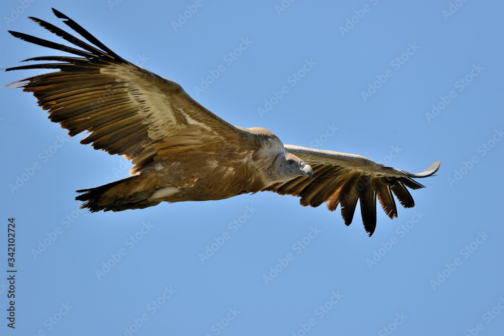 Fototapeta premium buitre leonado volando con un cielo azul