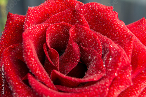 Fototapeta Naklejka Na Ścianę i Meble -  Rose and drops greeting card trendy / Rose flower macro