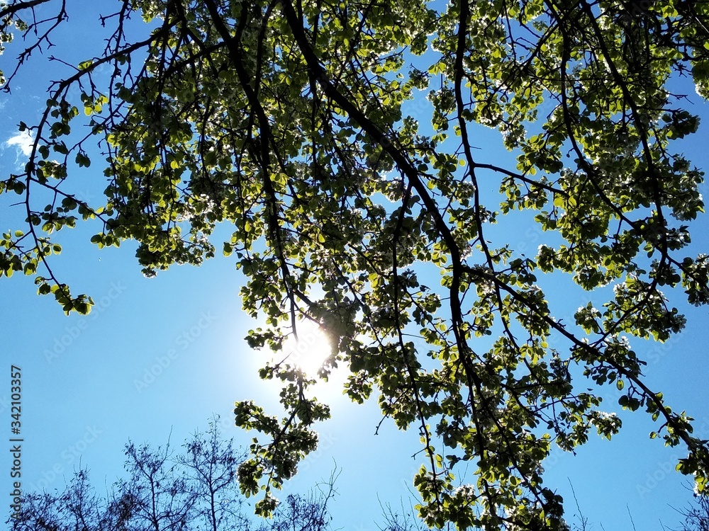 Fototapeta premium tree branches against blue sky