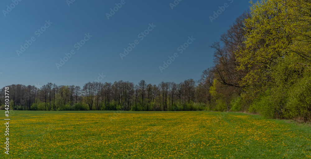 Yellow dandelion and green grass near Bavorov town