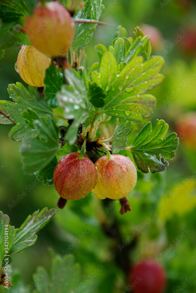 Obraz premium gooseberries