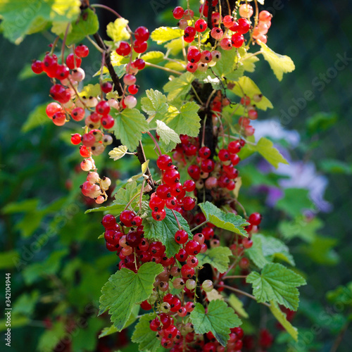 red currant bush Fototapeta