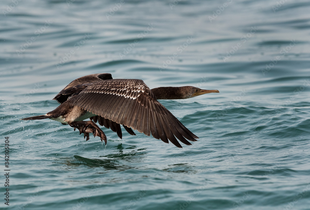 Socotra cormorant flying just above water Socotra cormorant flying just above water