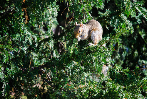 squirrel on a tree