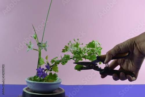 Ikebana japanese flower arranging and cutting in front of a pink background
