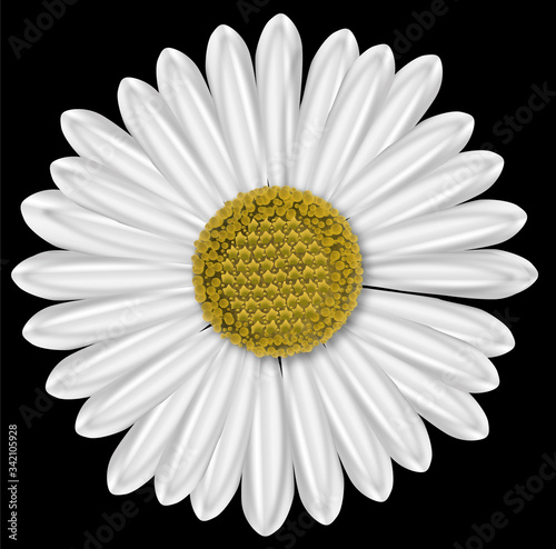closeup of a daisy flower, blossom, petals as an vectorial illustration
