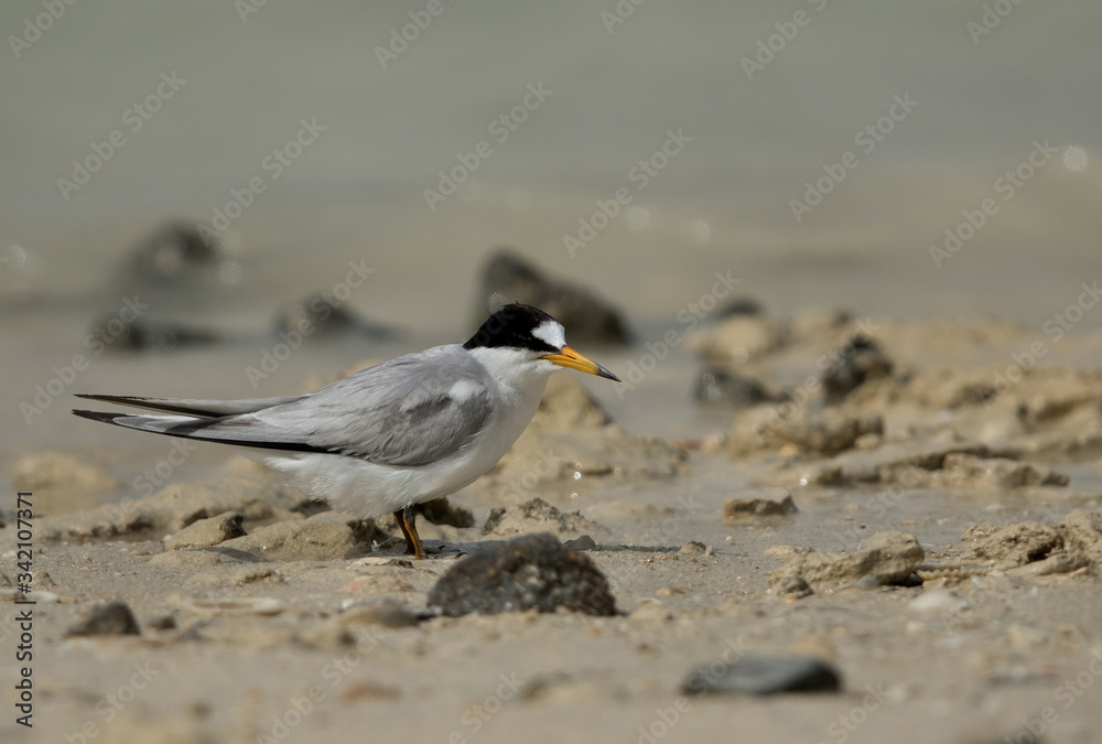 Saunder’s tern Saunder’s tern