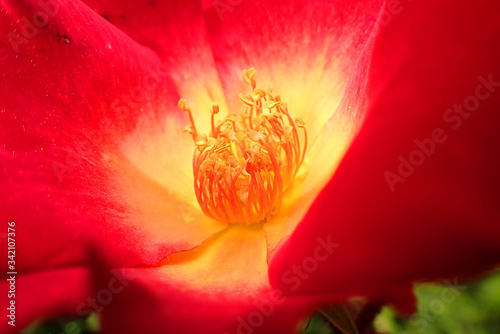 Close up super macro photo of beautiful reddish flower in blossom with yellow stamens as seen at spring 