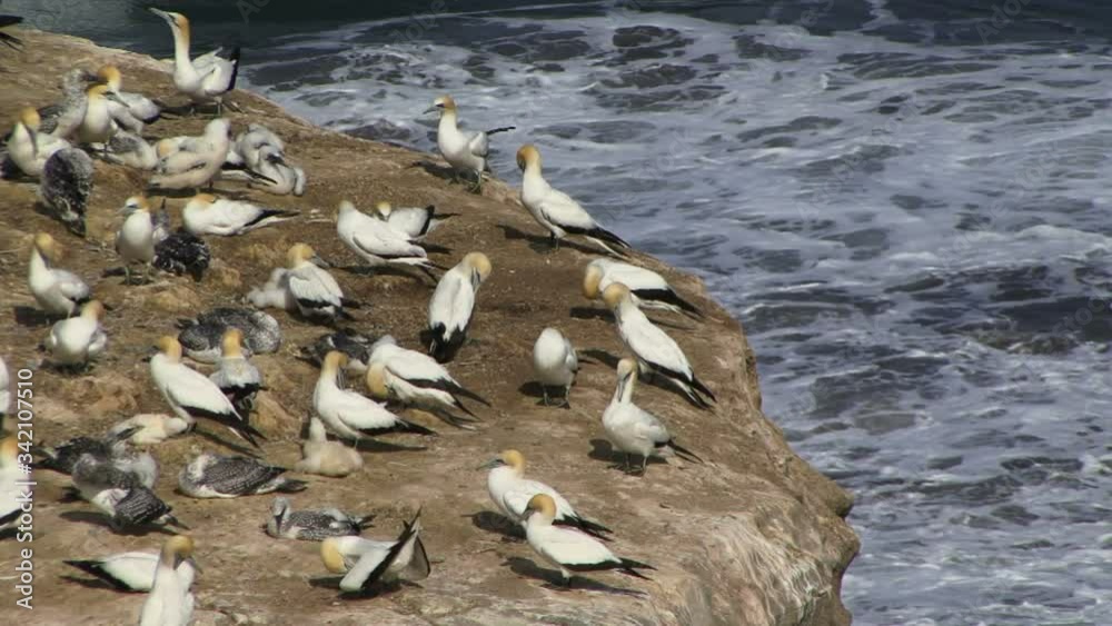 Gannet birds in a colony on the south coast of New Zealand Gannet birds in a colony on the south coast of New Zealand