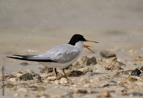 Saunder’s tern calling