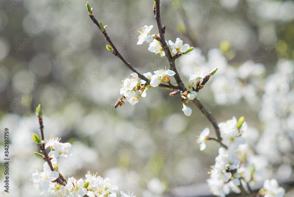 Blooming spring tree branches, bee pollinating white cherry or plum blossom, bee collects nectar and pollen Blooming spring tree branches, bee pollinating white cherry or plum blossom, bee collects nectar and pollen