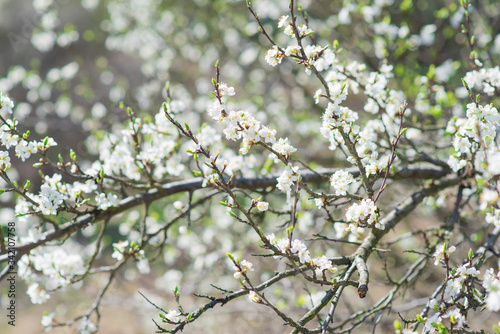 Blossoming spring trees, bright and airy nature photography, delicate bokeh