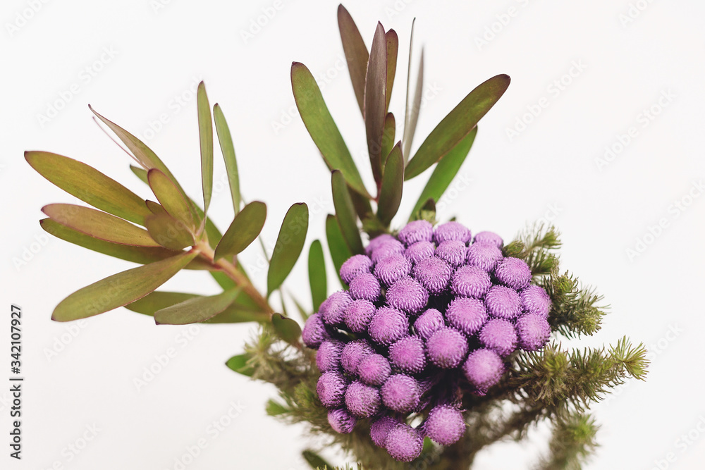 Brunia plant and green branches on white background with copy space. Unusual creative flower. Home decor. Painted brunia flowers in purple color Brunia plant and green branches on white background with copy space. Unusual creative flower. Home decor. Painted brunia flowers in purple color