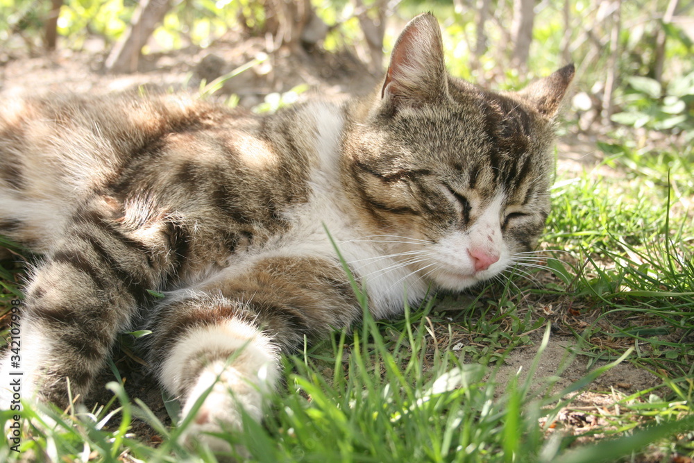 a cute little cat in the spring warm garden
