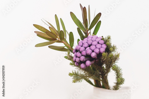 Brunia plant and green branches in ceramic vase on white background. Unusual creative flower. Home decor. Painted brunia flowers in purple color