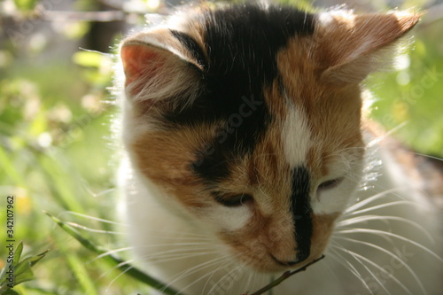 a cute little cat in the spring warm garden