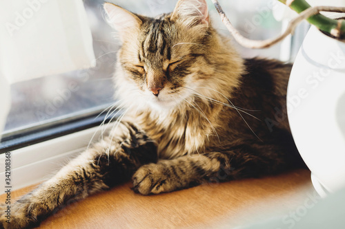 Cute tabby cat lying on wooden window sill in warm sunny light and relaxing. Adorable Main coon sleeping, cozy image. Isolation at home during coronavirus pandemic concept