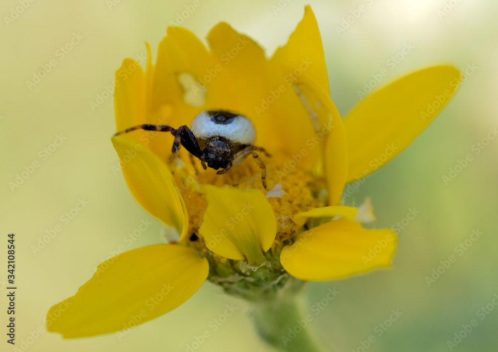 araña blanca y negra en una flor amarilla araña blanca y negra en una flor amarilla