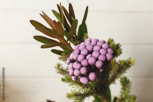 Brunia plant and green branches in ceramic vase on white background. Unusual creative flower. Home decor. Painted brunia flowers in purple color