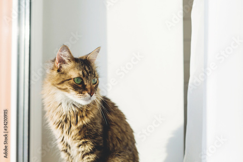 Cute tabby cat sitting on window sill in warm sunny light. Adorable Main coon with green eyes and funny emotion relaxing in sunlight. Isolation at home. Copy space