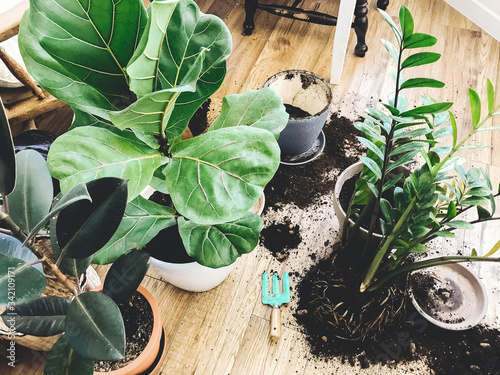 Repotting plants at home. Ficus Lyrata tree and zamioculcas plant on floor with roots, ground and gardening tools. Potting or transplanting plants. Houseplant. Plants in modern interior room