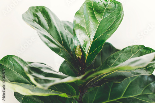 Fresh new green leaves growing from Ficus Lyrata fig tree, close up. Beautiful fiddle leaf tree leaves on sunny background. Houseplant. Plants in modern interior room