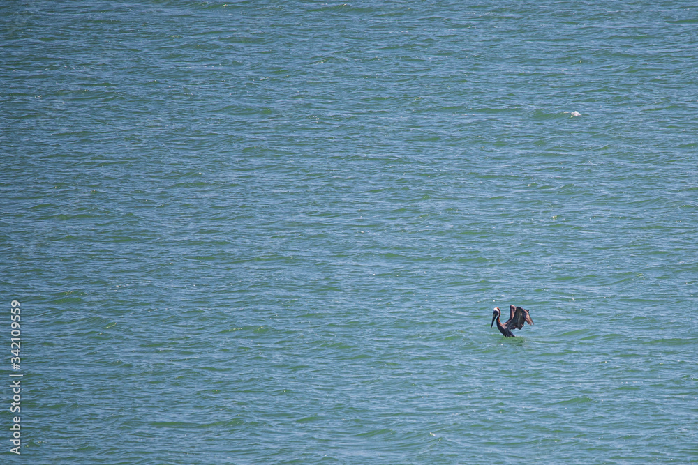 bird pelican agua pajaro
