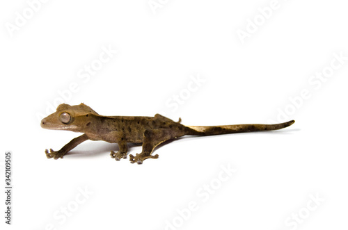 Crested gecko on white