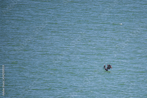 Obraz na płótnie bird pelican agua pajaro w salonie