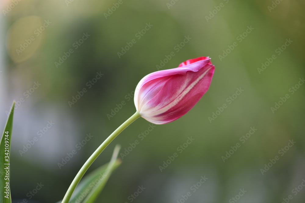 Fototapeta premium red tulip in the garden