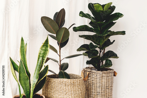 Fotografie Ficus , Fiddle leaf fig tree, snake sansevieria plants in pots on sunny white background