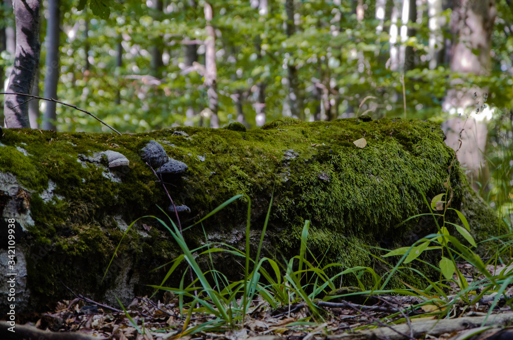 Leśne runo bieszczadzkie