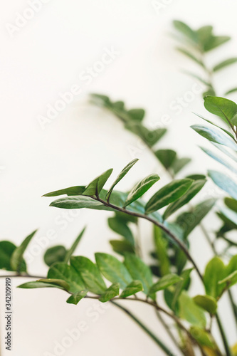 Beautiful zamioculcas plant in sunny light on window sill on white background. Houseplant. Plants in modern interior room. Fresh green leaves zz plant, close up.