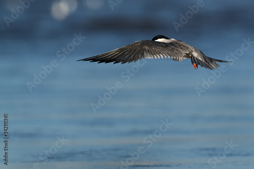 White-cheeked Tern hovering.