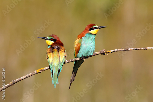 European Bee-eater photographed with the first morning lights