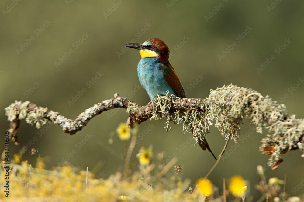 Obraz premium European Bee-eater photographed with the first morning lights