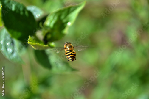 bee flies to the flower leafs