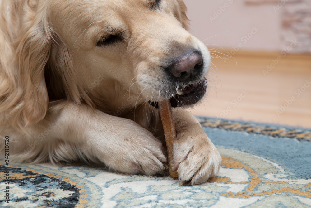 The dog chews a bone. The dog's favorite bone. Golden Retriever.