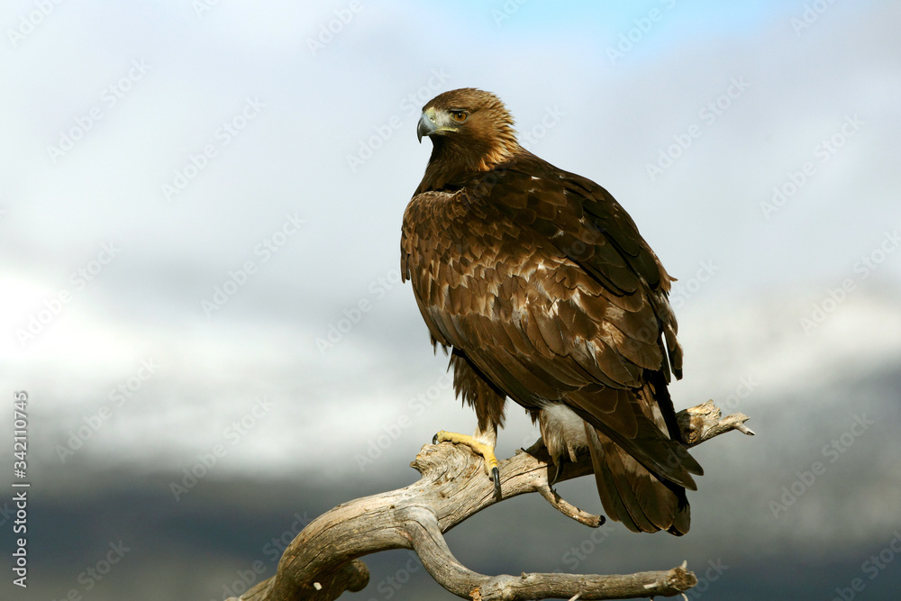 Fototapeta premium Golden Eagle adult male photographed with the sunrise lights