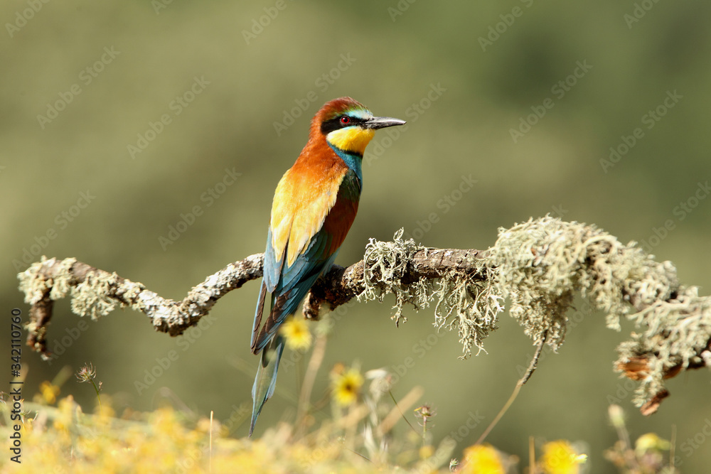 European Bee-eater photographed with the first morning lights European Bee-eater photographed with the first morning lights