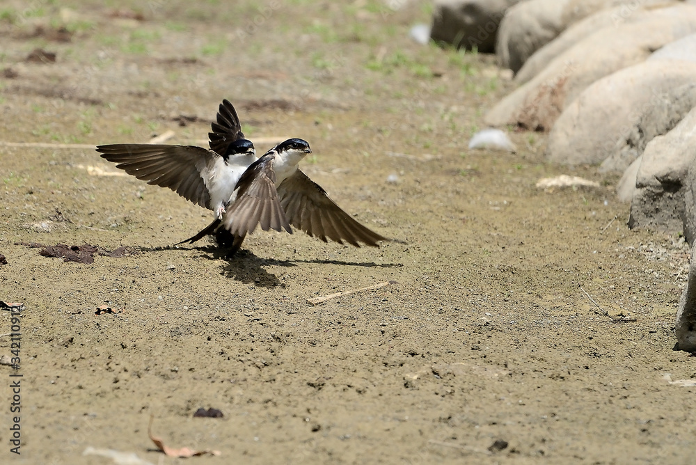 Fototapeta premium avión común volando en los alrededores del estanque (Delichon urbicum) Marbella Andalucía España